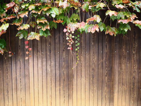 Brown wood wall with creep ivy plantの写真素材