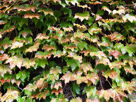 Ivy plant creeping on the wall for backgroundの写真素材