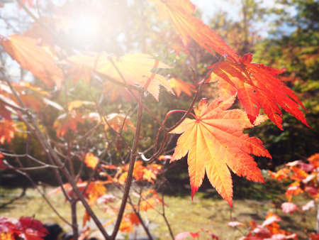Abstract blur autumn leave in Japan for backgroundの写真素材
