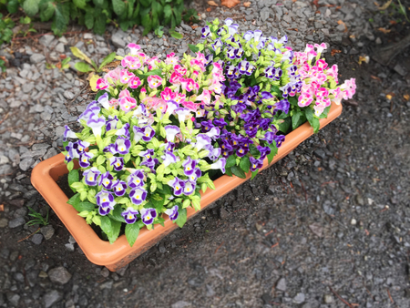 Colorful of flower pot decoration beside the street in Japanの写真素材