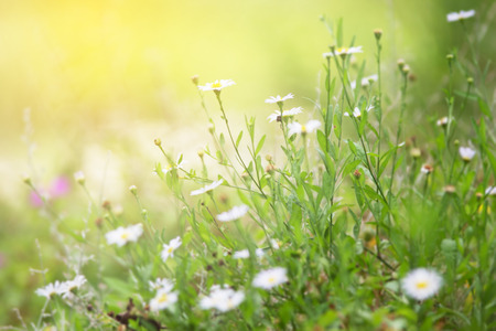 Abstract grass flower blur and soft backgroundの写真素材