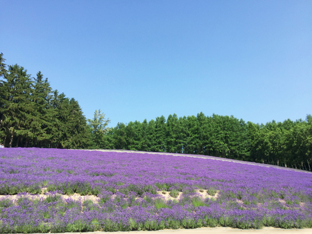Lavender field at Furano, Hokkaidoの写真素材