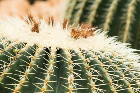 Big ball Cactus in the botanic gardenの写真素材