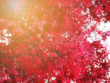 Abstract autumn (fall) of maple tree in Japanの写真素材