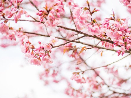 Pink Thai cherry blossom branch for backgroundの写真素材