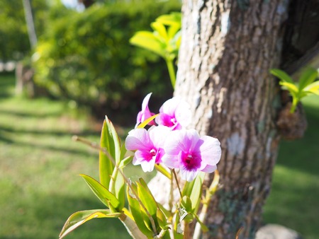 Beautiful Thai orchid growing on treeの写真素材