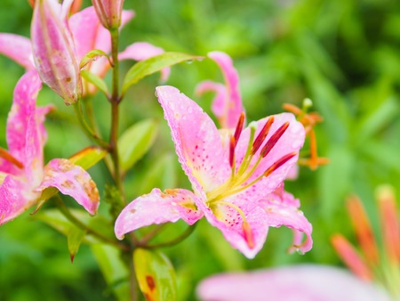 Beautiful Pink lily with raindrop in the garden with green natural backgroundの写真素材