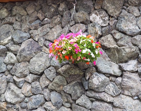 Colorful flower pot hanging on the gray rock wallの写真素材