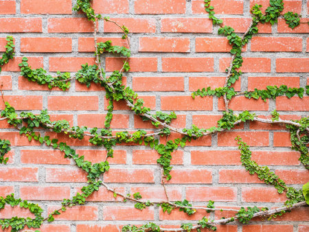 Coat bottons plant creeping on the brown brick wall for background