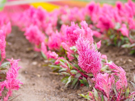 Pink Cockscomb flowers growing in the garden. Natural backgroundの写真素材