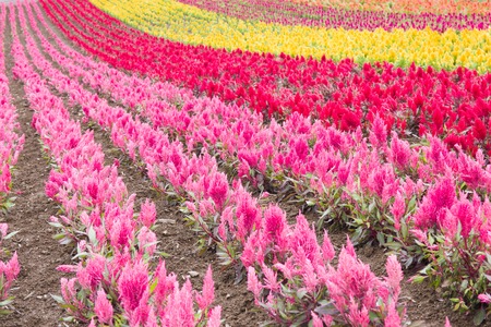 Landscape view of Colorful of flower bed in summer of Hokkaido, Japanの写真素材