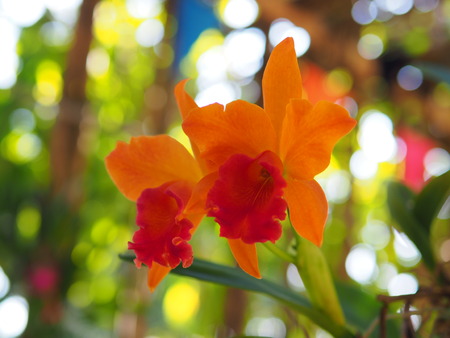 Beautiful orange Cattleya orchid on blurred backgroundの写真素材