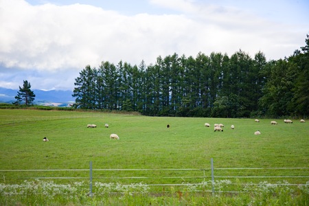Greenery landscape scene of meadow with sheep and pine forest in Biei, Hokkaido, Japanの写真素材