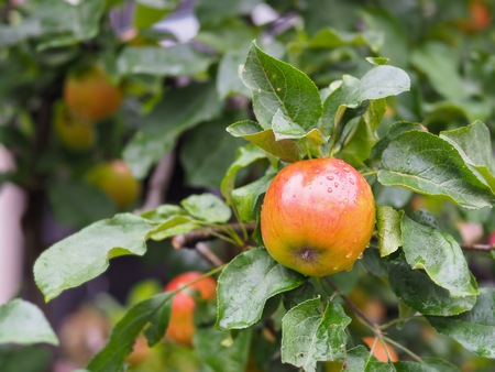 Fresh apple fruit on tree with raindrop the refreshment backgroundの写真素材