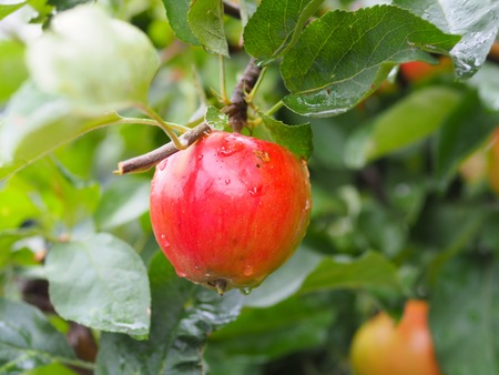 Fresh apple fruit on tree with raindrop the refreshment backgroundの写真素材