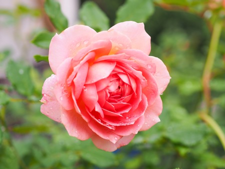 Single pink rose in the garden for backgroundの写真素材