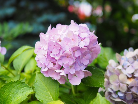 Beautiful pink hydrangea flower blooming in the garden for natural backgroundの写真素材