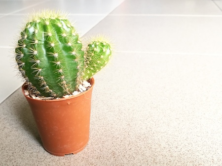 Little cactus for home and office gardening with left space, blur boken backgroundの写真素材