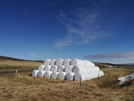 Dry hay bale in white plastic bag, Agriculture field on sunny sky,Iceland rural nature in farm...