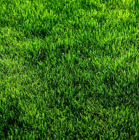 Green grass at field for golf stretches into distanceの写真素材