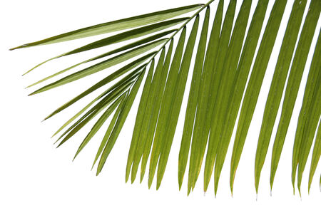 Palm leaves isolated greenの写真素材