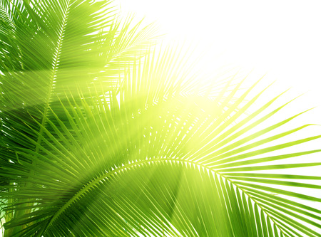 Palm leaves isolated greenの写真素材