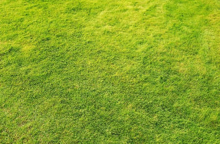 Grass plot in the garden  Green and young の写真素材