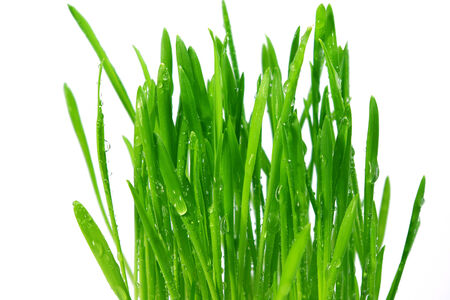 wheatgrass isolated on a white backgroundの写真素材