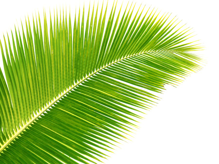 Palm leaves isolated greenの写真素材