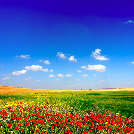 Flower field in spring Elements of natureの写真素材