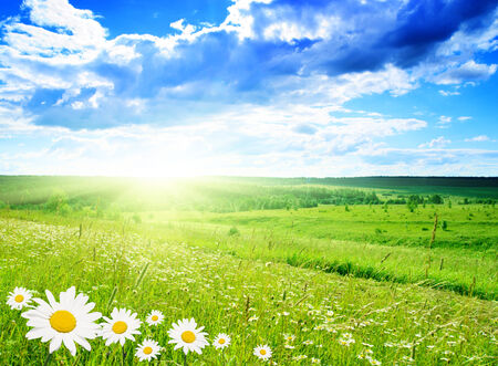 Flower field in spring Elements of natureの写真素材