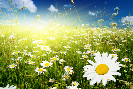 Flower field in spring Elements of natureの写真素材