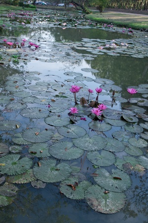 Pink lotus in the lakeの写真素材
