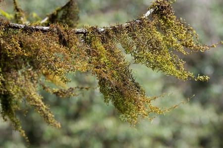 Beautiful parasite tree on the green tree の写真素材