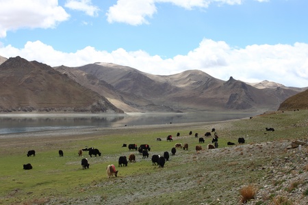 Cow farm Tibetan behind Yamdrok lakeの写真素材