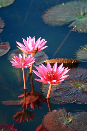 Red lotus の写真素材