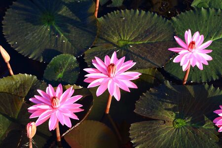 Beautiful pink lotus の写真素材