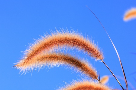 Flower bloom soft silkの写真素材