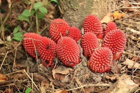 Red mushroom bloom の写真素材