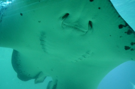 menta ray fish の写真素材