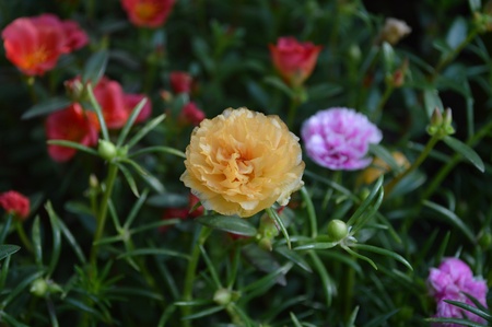 Flower の写真素材