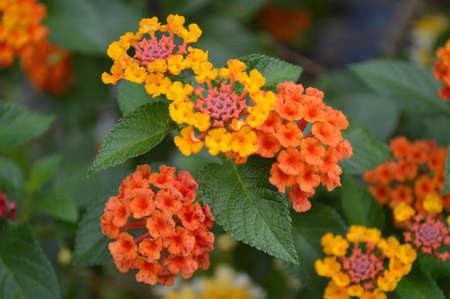 flowersの写真素材