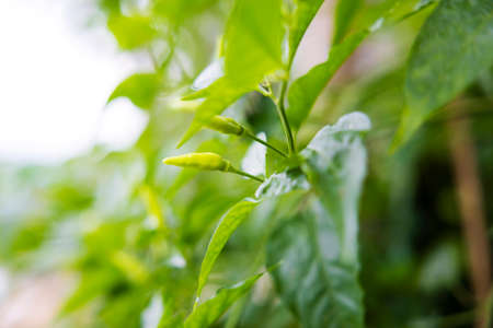Close up view of a green chilli plant in a garden. Fresh green chillis (Pepper) background.の写真素材