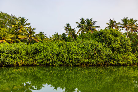 Lush greenery with Palm trees or Coconut trees and Backwater A Shot from Kanyakumari District, Tamil Nadu, India.の写真素材
