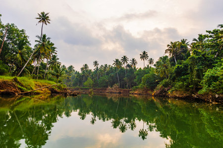 Lush greenery with Palm trees or Coconut trees and Backwater A Shot from Kerala Indiaの写真素材