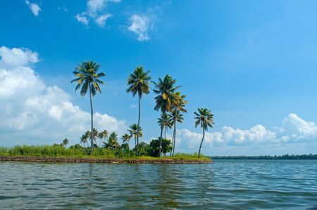 Coconut Palm trees in the tropicsの写真素材