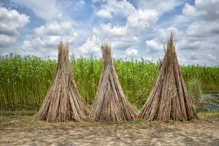 Jute Cultivation in India: Conditions, Method, Production and Distribution! Next to cotton, jute is the second important fibre crop of India.の写真素材