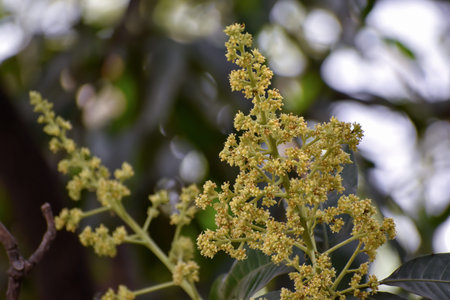 Flowers and buds of Mangifera indica, commonly known as mango with green leaves