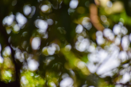Green leaf blurred background and sunlight bokeh.