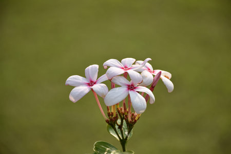 Closeup Picture of Kopsia flower or Kopsia fruticosa, is a genus of plant in family Apocynaceae...